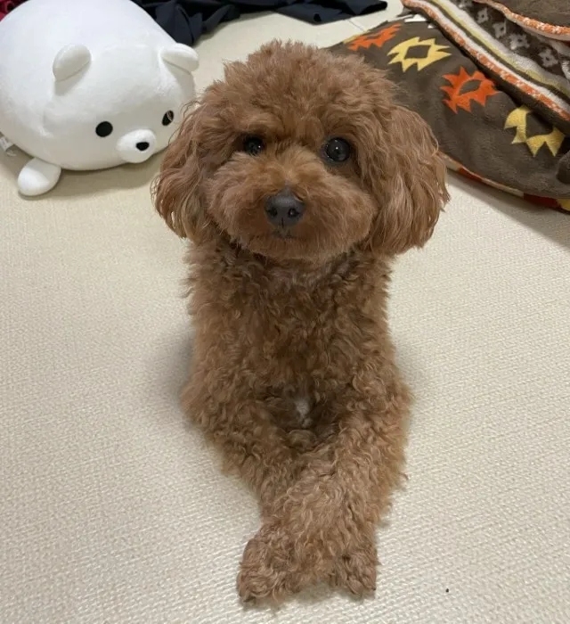エントリー No.53の画像