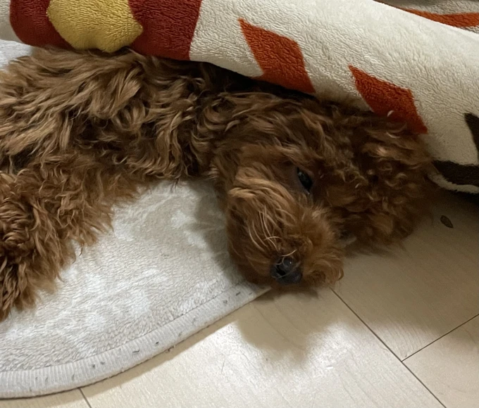 エントリー No.91の画像
